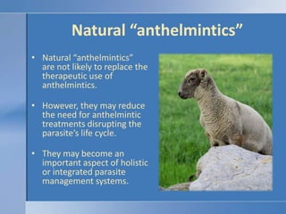 Natural “anthelmintics”Significant research effort underwayGarlic juicePumpkin seedMustard seedOregano oilPapaya Diatomaceous earth (DE)Bioactive plants (herbal)Artemisia spp. SericealespedezaBirdsfoot trefoilChicoryPine barkSesquiterpene lactonesCondensed tannins