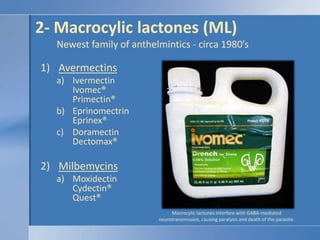 2- Macrocylic lactones (ML)         Newest family of anthelmintics - circa 1980’sAvermectinsIvermectin Ivomec®Primectin®EprinomectrinEprinex®DoramectinDectomax®MilbemycinsMoxidectin Cydectin®Quest®Macrocylic lactones interfere with GABA-mediated neurotransmission, causing paralysis and death of the parasite.