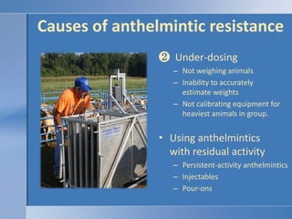 Causes of anthelmintic resistance<br /><ul><li>  Under-dosing</li></ul>Not weighing animals<br />Inability to accurately e...