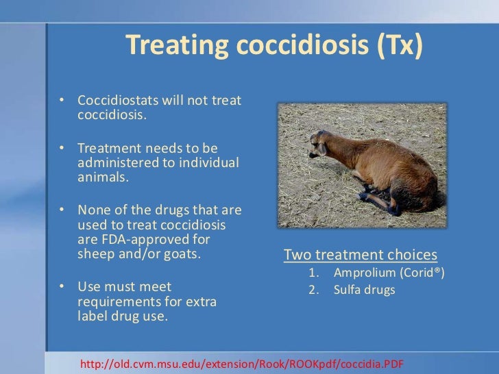 coccidiosis in puppies anthelmintics coccidiosis in puppies anthelmintics