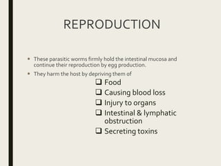 REPRODUCTION
 These parasitic worms firmly hold the intestinal mucosa and
continue their reproduction by egg production.
 They harm the host by depriving them of
 Food
 Causing blood loss
 Injury to organs
 Intestinal & lymphatic
obstruction
 Secreting toxins
 