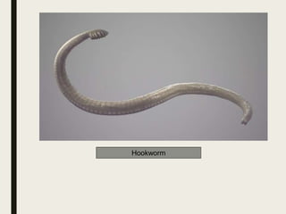 Hookworm
 