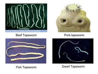 Beef Tapeworm
Dwarf Tapeworm
Pork tapeworm
Fish Tapeworm
 