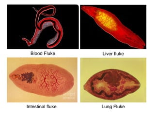 Blood Fluke
Lung Fluke
Liver fluke
Intestinal fluke
 