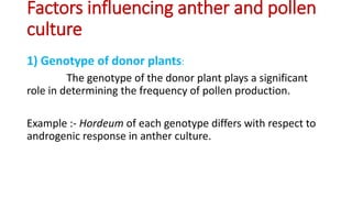 Anther and pollen culture