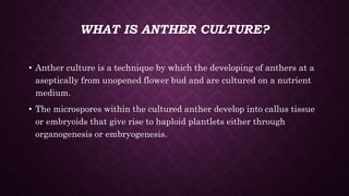 ANTHER AND POLLEN CULTURE.pptx