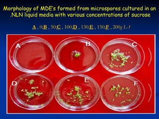 Morphology of MDE‘s formed from microspores cultured in an
  .NLN liquid media with various concentrations of sucrose

           A , 0;B , 50;C , 100;D , 130;E , 150;F , 200g L-1
 