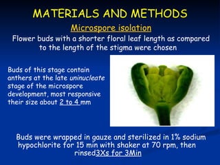 MATERIALS AND METHODS
                    Microspore isolation
 Flower buds with a shorter floral leaf length as compared
        to the length of the stigma were chosen


Buds of this stage contain
anthers at the late uninucleate
stage of the microspore
development, most responsive
their size about 2 to 4 mm




  Buds were wrapped in gauze and sterilized in 1% sodium
  hypochlorite for 15 min with shaker at 70 rpm, then
                  rinsed3Xs for 3Min
 