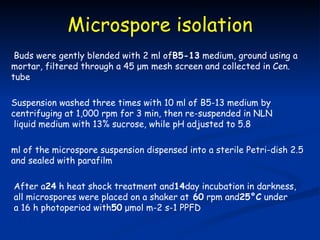 Microspore isolation
 Buds were gently blended with 2 ml ofB5-13 medium, ground using a
mortar, filtered through a 45 μm mesh screen and collected in Cen.
tube

Suspension washed three times with 10 ml of B5-13 medium by
centrifuging at 1,000 rpm for 3 min, then re-suspended in NLN
 liquid medium with 13% sucrose, while pH adjusted to 5.8

ml of the microspore suspension dispensed into a sterile Petri-dish 2.5
and sealed with parafilm

After a24 h heat shock treatment and14day incubation in darkness,
all microspores were placed on a shaker at 60 rpm and25°C under
a 16 h photoperiod with50 μmol m-2 s-1 PPFD
 
