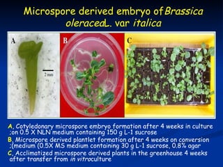 Microspore derived embryo ofBrassica
             oleraceaL. var italica




A, Cotyledonary microspore embryo formation after 4 weeks in culture
;on 0.5 X NLN medium containing 150 g L-1 sucrose
B, Microspore derived plantlet formation after 4 weeks on conversion
;(medium (0.5X MS medium containing 30 g L-1 sucrose, 0.8% agar
C, Acclimatized microspore derived plants in the greenhouse 4 weeks
after transfer from in vitroculture
 
