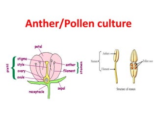Anther culture | PPTX