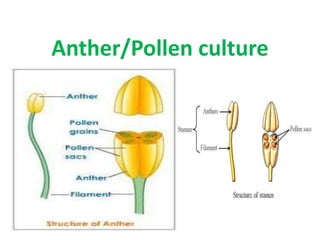 Anther/Pollen culture
 