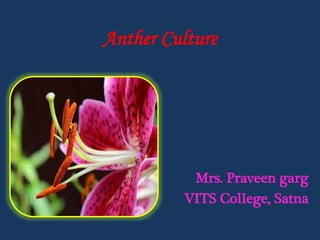 Anther Culture
Mrs. Praveen garg
VITS College, Satna
 