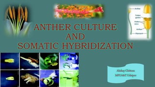 ANTHER CULTURE
AND
SOMATIC HYBRIDIZATION
 