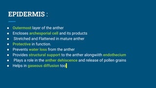 EPIDERMIS :
● Outermost layer of the anther
● Encloses archesporial cell and its products
● Stretched and Flattened in mature anther
● Protective in function.
● Prevents water loss from the anther
● Provides structural support to the anther alongwiith endothecium
● Plays a role in the anther dehiscence and release of pollen grains
● Helps in gaseous diffusion too
 