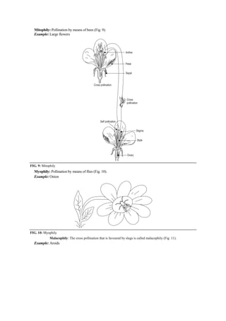 Mitophily: Pollination by means of bees (Fig. 9).
Example: Large flowers
FIG. 9: Mitophily
Myophily: Pollination by means of flies (Fig. 10).
Example: Onion
FIG. 10: Myophily
Malacophily: The cross pollination that is favoured by slugs is called malacophily (Fig. 11).
Example: Aroids
 