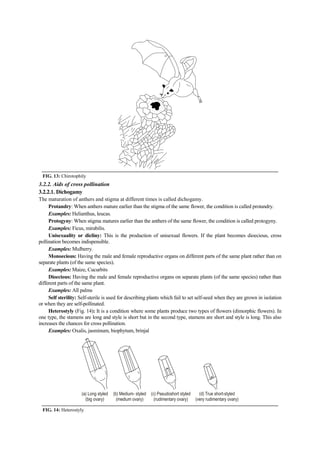 FIG. 13: Chirotophily
3.2.2. Aids of cross pollination
3.2.2.1. Dichogamy
The maturation of anthers and stigma at different times is called dichogamy.
Protandry: When anthers mature earlier than the stigma of the same flower, the condition is called protandry.
Examples: Helianthus, leucas.
Protogyny: When stigma matures earlier than the anthers of the same flower, the condition is called protogyny.
Examples: Ficus, mirabilis.
Unisexuality or dicliny: This is the production of unisexual flowers. If the plant becomes dioecious, cross
pollination becomes indispensible.
Examples: Mulberry.
Monoecious: Having the male and female reproductive organs on different parts of the same plant rather than on
separate plants (of the same species).
Examples: Maize, Cucurbits
Dioecious: Having the male and female reproductive organs on separate plants (of the same species) rather than
different parts of the same plant.
Examples: All palms
Self sterility: Self-sterile is used for describing plants which fail to set self-seed when they are grown in isolation
or when they are self-pollinated.
Heterostyly (Fig. 14): It is a condition where some plants produce two types of flowers (dimorphic flowers). In
one type, the stamens are long and style is short but in the second type, stamens are short and style is long. This also
increases the chances for cross pollination.
Examples: Oxalis, jasminum, biophytum, brinjal
FIG. 14: Heterostyly
 