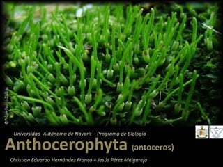 Anthocerophyta (antoceros)
Christian Eduardo Hernández Franco – Jesús Pérez Melgarejo
Universidad Autónoma de Nayarit – Programa de Biología
 
