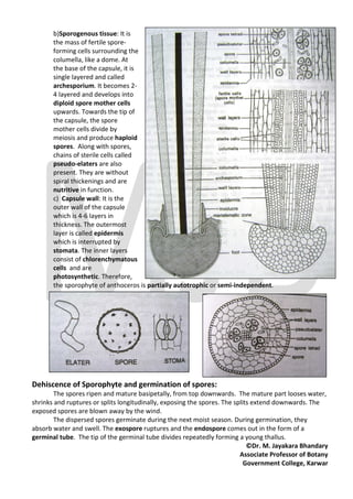 b)Sporogenous tissue: It is
       the mass of fertile spore-
       forming cells surrounding the
       columella, like a dome. At
       the base of the capsule, it is
       single layered and called
       archesporium. It becomes 2-
       4 layered and develops into
       diploid spore mother cells
       upwards. Towards the tip of
       the capsule, the spore
       mother cells divide by
       meiosis and produce haploid
       spores. Along with spores,
       chains of sterile cells called
       pseudo-elaters are also
       present. They are without
       spiral thickenings and are
       nutritive in function.
       c) Capsule wall: It is the
       outer wall of the capsule
       which is 4-6 layers in
       thickness. The outermost
       layer is called epidermis
       which is interrupted by
       stomata. The inner layers
       consist of chlorenchymatous
       cells and are
       photosynthetic. Therefore,
       the sporophyte of anthoceros is partially autotrophic or semi-independent.




Dehiscence of Sporophyte and germination of spores:
        The spores ripen and mature basipetally, from top downwards. The mature part looses water,
shrinks and ruptures or splits longitudinally, exposing the spores. The splits extend downwards. The
exposed spores are blown away by the wind.
        The dispersed spores germinate during the next moist season. During germination, they
absorb water and swell. The exospore ruptures and the endospore comes out in the form of a
germinal tube. The tip of the germinal tube divides repeatedly forming a young thallus.
                                                                             ©Dr. M. Jayakara Bhandary
                                                                          Associate Professor of Botany
                                                                            Government College, Karwar
 