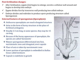 Post-fertilization changes:
 After fertilization, zygote (2n) begins to enlarge, secrete a cellulose wall around and
begins to develop into embryo
 Zygote divides first by transverse wall producing two celled embryo
 Embryo divides and redivides to produce spore producing structure called
Sporogonium
External features of sporogonium (Sporophyte):
 Anthoceros sporophytes are much elongated structure
 Arise in the form of horny structure at the place of
fertilized archegonia
 Usually 2-3 cm long, in some species, they may be 15
cm long
 Because of the horny appearance of sporophyte, the
species are called ‘hornworts’
 Mature sporogonium differentiated into foot,
meristematic zone and elongated, erect capsule
 Place of seta is taken by meristematic zone
 Lower portion of sporophyte is embedded in thallus
tissue called involucre
 Capsule is indefinite in growth
 