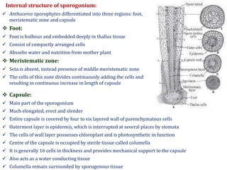 Internal structure of sporogonium:
 Anthoceros sporophytes differentiated into three regions: foot,
meristematic zone and capsule
 Foot:
 Foot is bulbous and embedded deeply in thallus tissue
 Consist of compactly arranged cells
 Absorbs water and nutrition from mother plant
 Meristematic zone:
 Seta is absent, instead presence of middle meristematic zone
 The cells of this zone divides continuously adding the cells and
resulting in continuous increase in length of capsule
 Capsule:
 Main part of the sporogonium
 Much elongated, erect and slender
 Entire capsule is covered by four to six layered wall of parenchymatous cells
 Outermost layer is epidermis, which is interrupted at several places by stomata
 The cells of wall layer possesses chloroplast and is photosynthetic in function
 Centre of the capsule is occupied by sterile tissue called columella
 It is generally 16 cells in thickness and provides mechanical support to the capsule
 Also acts as a water conducting tissue
 Columella remain surrounded by sporogenous tissue
 