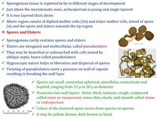  Sporogenous tissue is reported to be in different stages of development
 Just above the meristematic zone, archesporium is young and single layered
 It is two layered thick above
 Above region consist of diploid mother cells (2n) and elater mother cells, tetrad of spore
(n) and the spore and elaters towards the tip region
 Spores and Elaters:
 Sporogenous cavity contains spores and elaters
 Elaters are elongated and multicellular, called pseudoelaters
 They may be branched or unbranched with cells joined by
oblique septa, hence called pseudoelaters
 Hygroscopic nature helps in liberation and dispersal of spores
 Twisting of pseudoelaters exert a pressure on wall of capsule
resulting in breaking the wall layer
 Spores are small, somewhat spherical, unicellular, uninucleate and
haploid, ranging from 12 µ to 30 µ in diameter
 Possesses two wall layers: Outer, thick, inelastic, rough, sculptured
called exine or exosporium, inner, thin, elastic and smooth called intine
or endosporium
 Colour of the matured spore varies from species to species
 It may be yellow, brown, dark brown or black
 