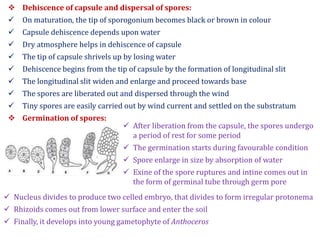  Dehiscence of capsule and dispersal of spores:
 On maturation, the tip of sporogonium becomes black or brown in colour
 Capsule dehiscence depends upon water
 Dry atmosphere helps in dehiscence of capsule
 The tip of capsule shrivels up by losing water
 Dehiscence begins from the tip of capsule by the formation of longitudinal slit
 The longitudinal slit widen and enlarge and proceed towards base
 The spores are liberated out and dispersed through the wind
 Tiny spores are easily carried out by wind current and settled on the substratum
 Germination of spores:
 After liberation from the capsule, the spores undergo
a period of rest for some period
 The germination starts during favourable condition
 Spore enlarge in size by absorption of water
 Exine of the spore ruptures and intine comes out in
the form of germinal tube through germ pore
 Nucleus divides to produce two celled embryo, that divides to form irregular protonema
 Rhizoids comes out from lower surface and enter the soil
 Finally, it develops into young gametophyte of Anthoceros
 