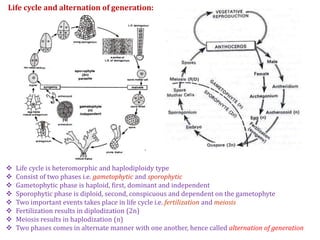 Life cycle and alternation of generation:
 Life cycle is heteromorphic and haplodiploidy type
 Consist of two phases i.e. gametophytic and sporophytic
 Gametophytic phase is haploid, first, dominant and independent
 Sporophytic phase is diploid, second, conspicuous and dependent on the gametophyte
 Two important events takes place in life cycle i.e. fertilization and meiosis
 Fertilization results in diplodization (2n)
 Meiosis results in haplodization (n)
 Two phases comes in alternate manner with one another, hence called alternation of generation
 