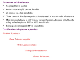 Occurrence and distribution:
 Cosmopolitan in habitat
 Genus comprising 20 species, found in
 25 species reported from India
 Three common Himalayan species: A. himalyanesis, A. erectus and A. chambensis
 Most commonly found in hilly regions such as Mussoorie, Kumaon hills, Chamba
valley and other places, 5000 to 8000 feet altitude
 Some species are reported from South India
Classification and systematic position:
Division: Bryophyta
Class: Anthocerotopsida
Order: Anthocerotales
Family: Anthocerotaceae
Genus: Anthoceros
 