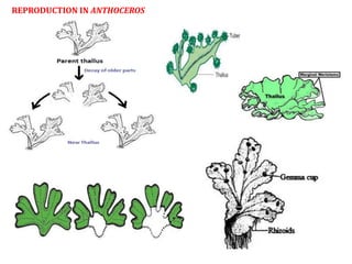 REPRODUCTION IN ANTHOCEROS
 