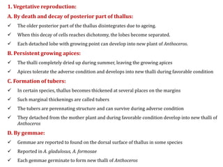 1. Vegetative reproduction:
A. By death and decay of posterior part of thallus:
 The older posterior part of the thallus disintegrates due to ageing.
 When this decay of cells reaches dichotomy, the lobes become separated.
 Each detached lobe with growing point can develop into new plant of Anthoceros.
B. Persistent growing apices:
 The thalli completely dried up during summer, leaving the growing apices
 Apices tolerate the adverse condition and develops into new thalli during favorable condition
C. Formation of tubers:
 In certain species, thallus becomes thickened at several places on the margins
 Such marginal thickenings are called tubers
 The tubers are perennating structure and can survive during adverse condition
 They detached from the mother plant and during favorable condition develop into new thalli of
Anthoceros
D. By gemmae:
 Gemmae are reported to found on the dorsal surface of thallus in some species
 Reported in A. gladulosus, A. formosae
 Each gemmae germinate to form new thalli of Anthoceros
 