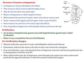 Structure of mature archegonium:
Fertilization:
 Act of union of haploid male gametes (n) with haploid female gamete (n) is called
fertilization
 Water is very essential for the act of fertilization
Pre-fertilization changes:
 Matured antheridia opens due to water and biflagellate antherozoids liberate
 Chemotactic antherozoids swim on the film of water and reaches the archegonia
 Prior to fertilization, cover cells detached from archegonium and neck canal become gelatinized due
to disintegration of all NCCs and VCC
 Many antherozoids enter the archegonium, travel through neck and but one lucky antherozoid
penetrate the egg and fertilization is affected to produce diploid (2n) zygote
Each
 Archegonia are found embedded in the thallus
 They remain in direct contact with the thallus tissue
 They do not have their own jacket layer
 Mature archegonium is a flask-shaped structure
 Differentiated into posterior broader venter and anterior narrow neck
 Venter contains basal egg (n) cell and upper venter canal cell (VCC)
 Neck consist of an axial row of 4-6 neck canal cells (NCCs)
 Four compactly arranged cover cells (Cap/lid cells) are present at the top
 