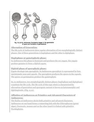 ANTHOCEROS(bryophyta) Faizan botany department GPGC kohat | PDF