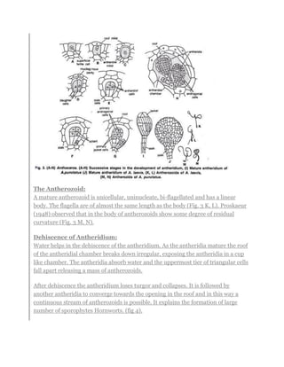 ANTHOCEROS(bryophyta) Faizan botany department GPGC kohat | PDF