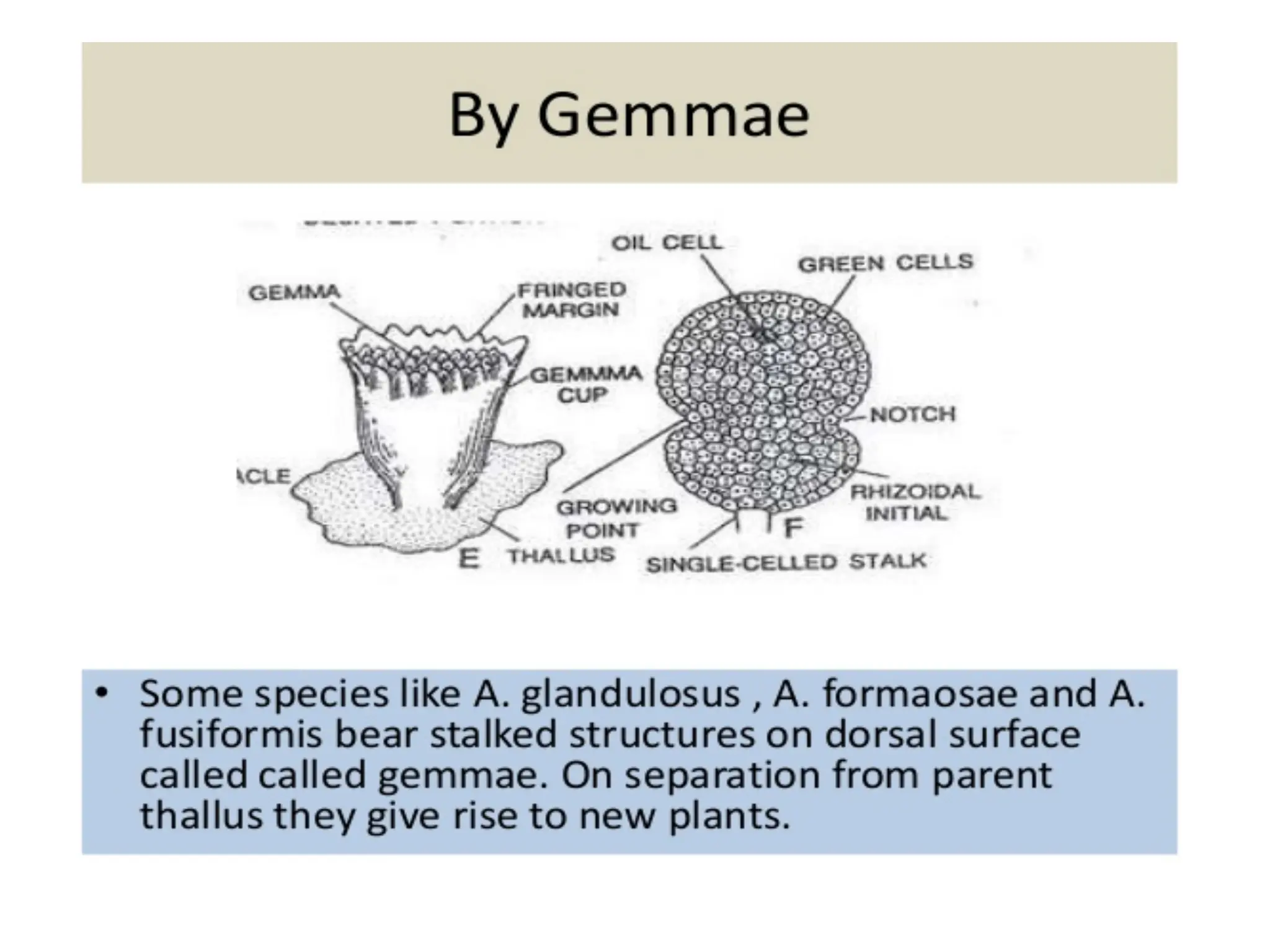 Anthoceros _ morphology, anatomy and reproduction | PDF