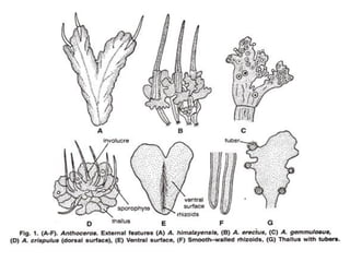 Anthoceros _ morphology, anatomy and reproduction | PDF
