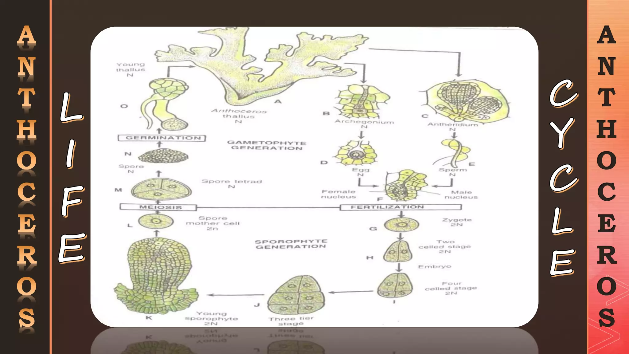 Anthoceros botany | PPTX