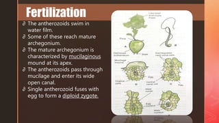 ∂ The antherozoids swim in
water film.
∂ Some of these reach mature
archegonium.
∂ The mature archegonium is
characterized by mucilaginous
mound at its apex.
∂ The antherozoids pass through
mucilage and enter its wide
open canal.
∂ Single antherozoid fuses with
egg to form a diploid zygote.
Fertilization
 