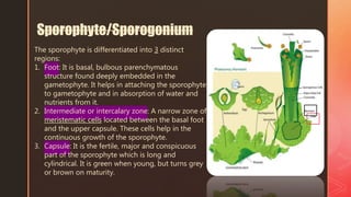 The sporophyte is differentiated into 3 distinct
regions:
1. Foot: It is basal, bulbous parenchymatous
structure found deeply embedded in the
gametophyte. It helps in attaching the sporophyte
to gametophyte and in absorption of water and
nutrients from it.
2. Intermediate or intercalary zone: A narrow zone of
meristematic cells located between the basal foot
and the upper capsule. These cells help in the
continuous growth of the sporophyte.
3. Capsule: It is the fertile, major and conspicuous
part of the sporophyte which is long and
cylindrical. It is green when young, but turns grey
or brown on maturity.
Sporophyte/Sporogonium
 