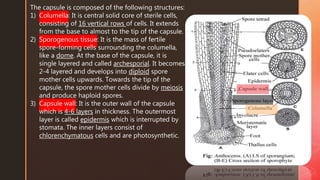 The capsule is composed of the following structures:
1) Columella: It is central solid core of sterile cells,
consisting of 16 vertical rows of cells. It extends
from the base to almost to the tip of the capsule.
2) Sporogenous tissue: It is the mass of fertile
spore-forming cells surrounding the columella,
like a dome. At the base of the capsule, it is
single layered and called archesporial. It becomes
2-4 layered and develops into diploid spore
mother cells upwards. Towards the tip of the
capsule, the spore mother cells divide by meiosis
and produce haploid spores.
3) Capsule wall: It is the outer wall of the capsule
which is 4-6 layers in thickness. The outermost
layer is called epidermis which is interrupted by
stomata. The inner layers consist of
chlorenchymatous cells and are photosynthetic.
 