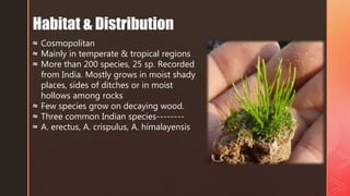 ≈ Cosmopolitan
≈ Mainly in temperate & tropical regions
≈ More than 200 species, 25 sp. Recorded
from India. Mostly grows in moist shady
places, sides of ditches or in moist
hollows among rocks
≈ Few species grow on decaying wood.
≈ Three common Indian species--------
≈ A. erectus, A. crispulus, A. himalayensis
Habitat & Distribution
 