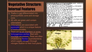 1) Thallus is not differentiated into
photosynthetic zone and storage
zone.
2) All cells are green and contain
chloroplasts.
3) Chloroplasts are associated with
pyrenoids which is a unique feature
of Anthocerotales.
4) There are no air chambers or pores.
5) Schizogenous cavities filled with
mucilage are present. These are often
inhabited by Nostoc (cyanobacteria),
which supply nitrogen through
nitrogen fixation to their host plants.
Vegetative Structure:
Internal Features
 