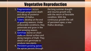 1. Fragmentation: occurs
through progressive death
and decay of posterior
portion of thallus.
2. Tubers: develop at the end
of growing seasons. Under
unfavorable conditions, they
perennate and grow in the
next growing season.
3. Gemmae: borne on short
stalks on dorsal surface and
along margins of thalli. They
detach and germinate to
produce new plants.
4. Persistent growing apices:
the apices persists through
the long summer draught
and resume growth only
with the return of favorable
condition. With the
continuous growth the cell
of persistent apex, a new
thallus develops.
Vegetative Reproduction
 