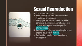 a. It is oogamous type.
b. Male sex organs are antheridia and
female are archegonia.
c. Many species are monoecious while
some are dioecious. Formation of sex
organs are dependent on specific
photoperiods.
d. Anthoceros being a short day plant, sex
organs develop in winters.
e. Antheridia develop much earlier to
archegonia.
Sexual Reproduction
 