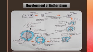 Development of Antheridium
 