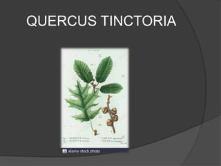 QUERCUS TINCTORIA
 
