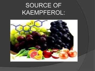 SOURCE OF
KAEMPFEROL:
 