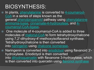 BIOSYNTHESIS:
 In plants, phenylalanine is converted to 4-coumaroyl-
CoA in a series of steps known as the
general phenylpropanoid pathway using phenylalanine
ammonia-lyase, cinnamate-4-hydroxylase, and 4-
coumaroyl-CoA-ligase.
 One molecule of 4-coumaroyl-CoA is added to three
molecules of malonyl-CoA to form tetrahydroxychalcone
using 7,2′-dihydroxy-4′-methoxyisoflavanol synthase.
Tetrahydroxychalcone is then converted
into naringenin using chalcone isomerase.
 Naringenin is converted into eriodictyol using flavanoid 3′-
hydroxylase. Eriodictyol is then converted
into dihydroquercetin with flavanone 3-hydroxylase, which
is then converted into quercetin using flavonol synthase
 