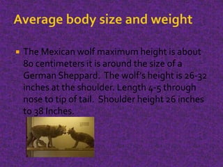  The Mexican wolf maximum height is about
80 centimeters it is around the size of a
German Sheppard. The wolf’s height is 26-32
inches at the shoulder. Length 4-5 through
nose to tip of tail. Shoulder height 26 inches
to 38 Inches.
 