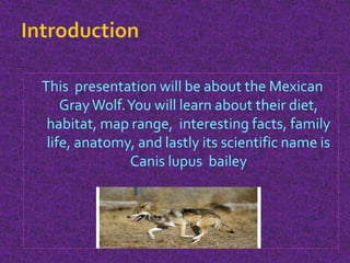 This presentation will be about the Mexican
GrayWolf.You will learn about their diet,
habitat, map range, interesting facts, family
life, anatomy, and lastly its scientific name is
Canis lupus bailey
 